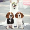 Dog-Tuxedo-Formal-Pet-Wedding-Party-Suit-Puppy-Dog-Cat-Prince-Bow