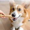 Crispy Beef Stick Bone Teething Snacks Dog Food - Image 4