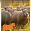 Lamb Leg Dog Chew Bones: Air-Dried, Molar, and Nutritional - Image 5